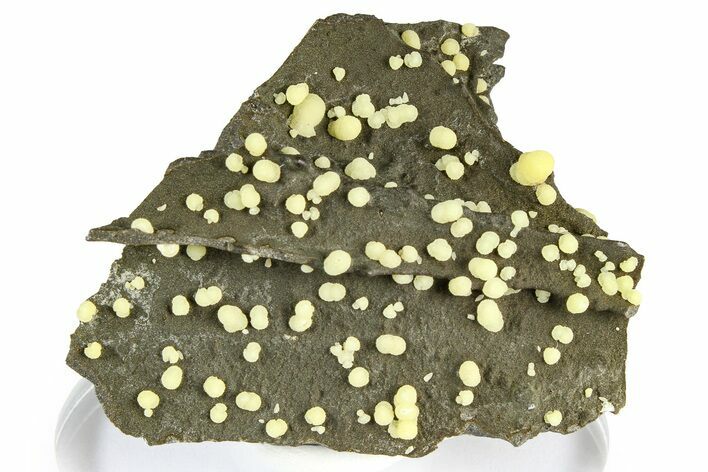 Globular Yellow Calcite Formations on Basalt - Italy #368888